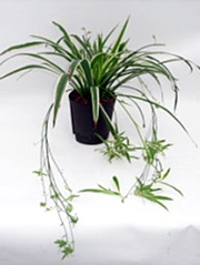 Grünlilie, Graslilie Chlorophytum comosum