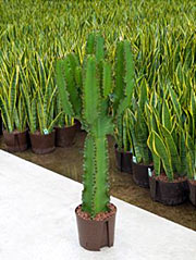 Kaktuswolfsmilch Euphorbia ingens