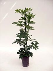 Strahlenaralie Schefflera arboricola 