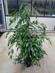 Birkenfeige Ficus benjamina `Exotica`