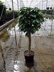 Birkenfeige Ficus benjamina ´Columnar´