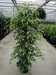 Birkenfeige Ficus benjamina ´Golden Monique´