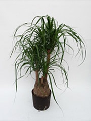 Elefantenfuß Beaucarnea recurvata