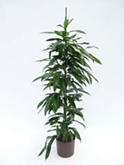 Weidenblättriger Gummibaum Ficus bennendijkii ´Amstel King´
